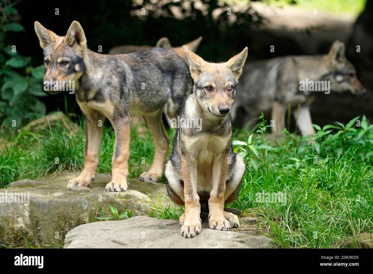 European wolf (Canis lupus), puppy standing on stones, France Stock Photo