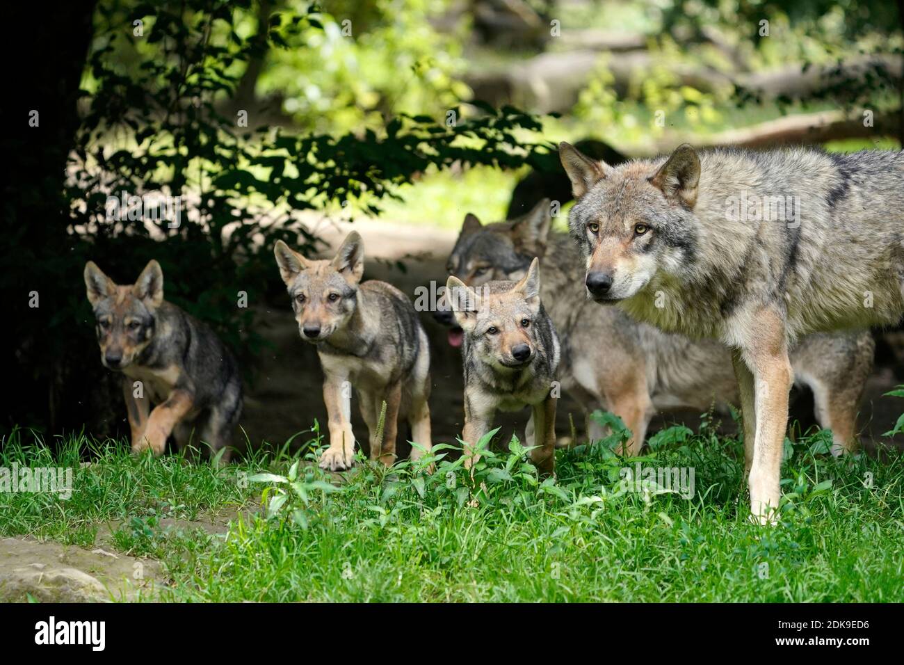 European wolf (Canis lupus), puppy with adult, France Stock Photo