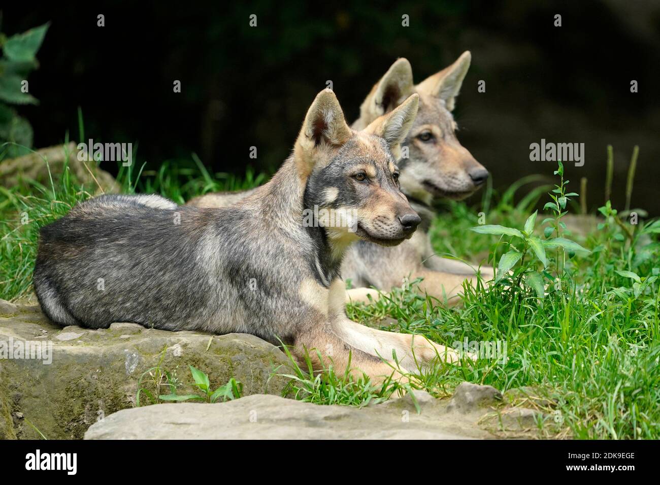 Two European wolves (Canis lupus), pups lying on stones, France Stock