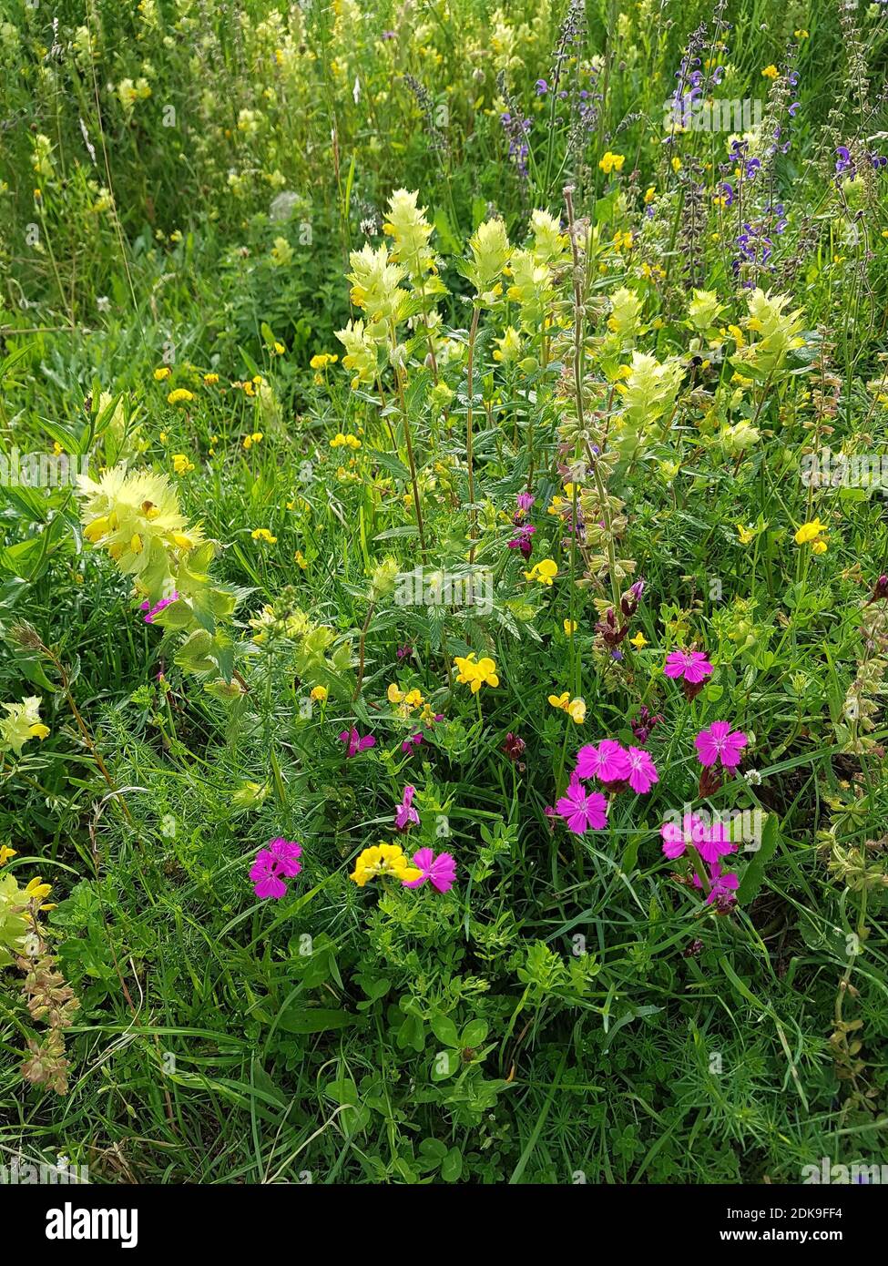 Field carnation flower hires stock photography and images Alamy