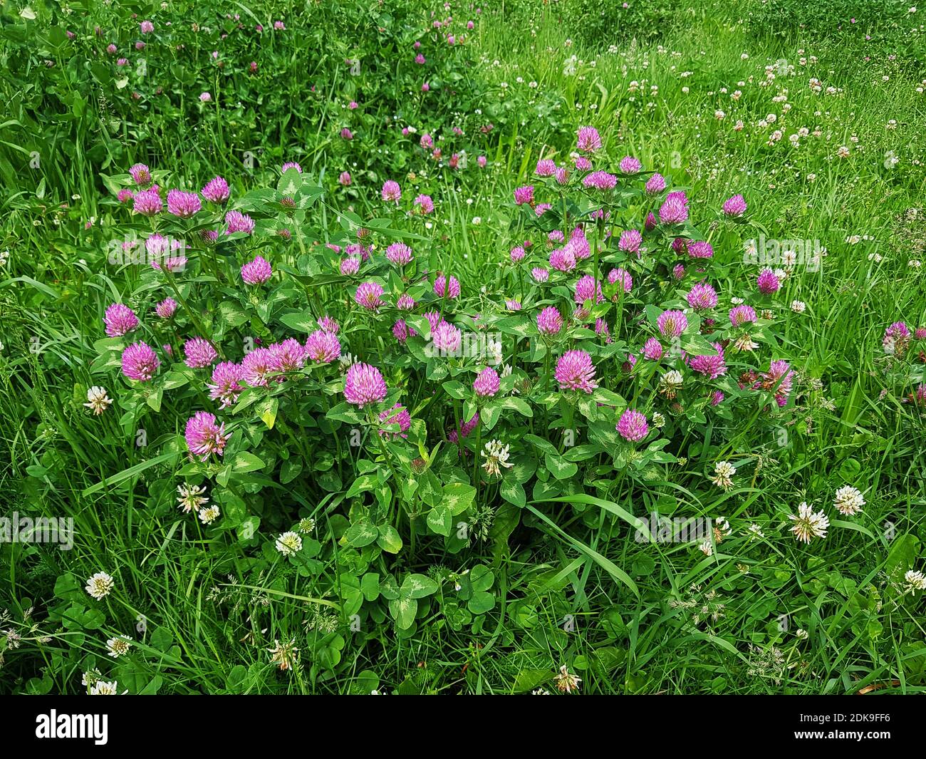Flower meadow with clover Stock Photo