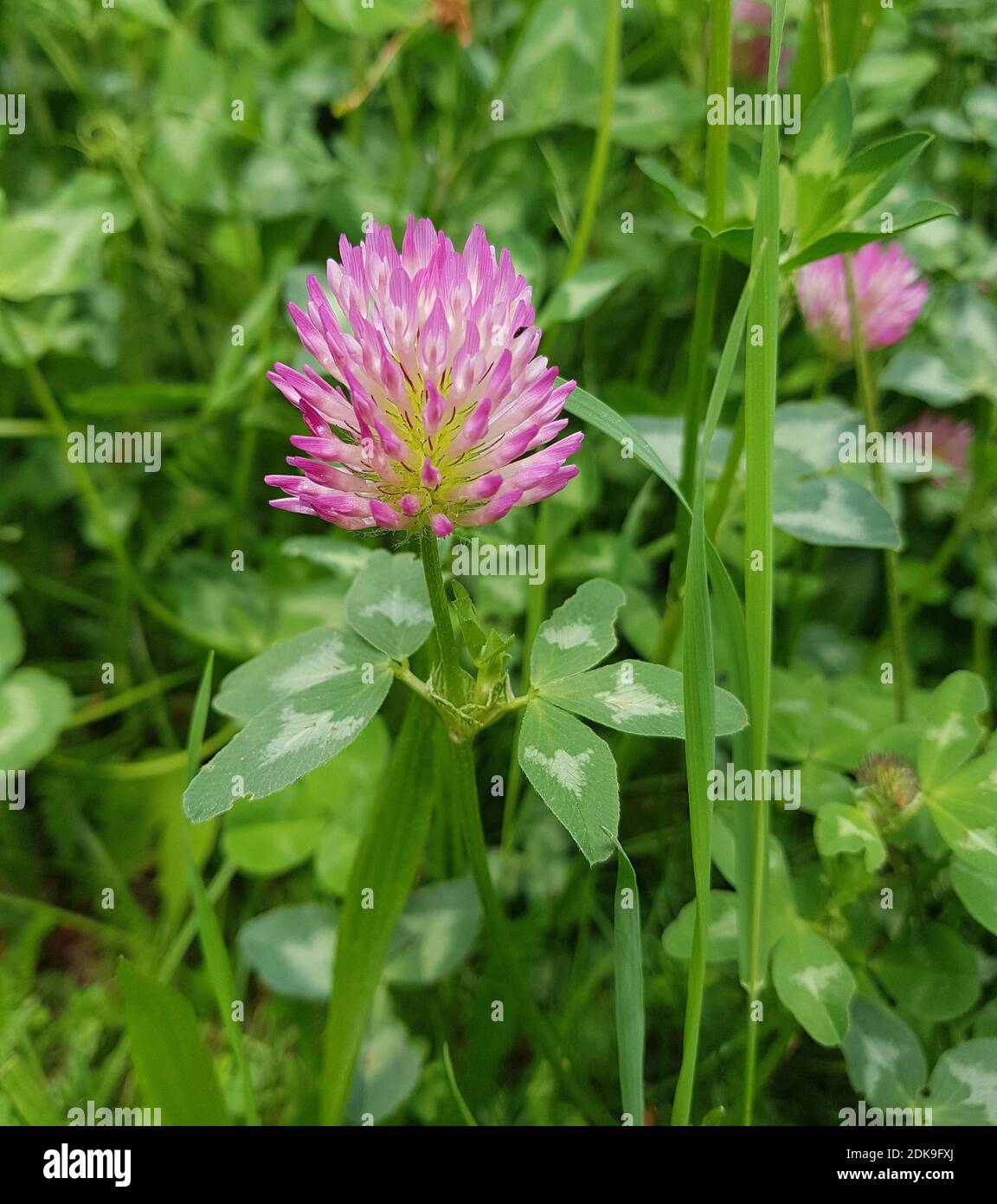 Clover in the meadow, close-up Stock Photo