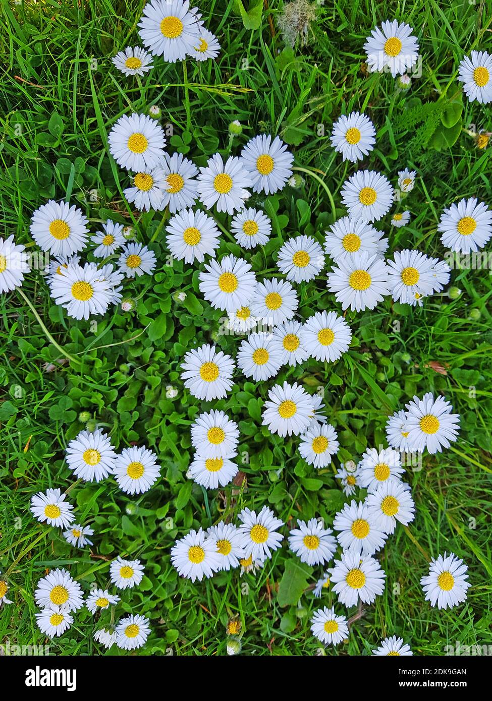 Meadow with daisies in top view Stock Photo