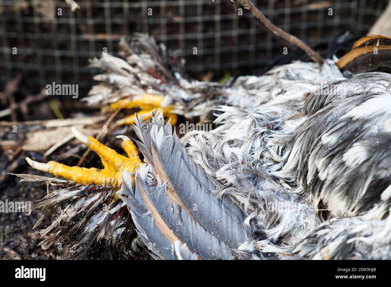 Dead Bird Cage High Resolution Stock Photography and Images - Alamy