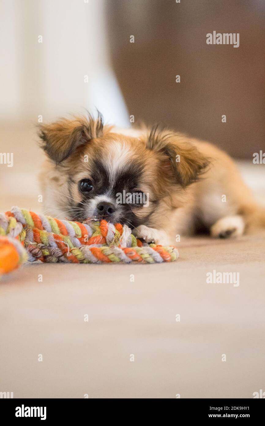 https://c8.alamy.com/comp/2DK9HY1/chihuahua-longhaired-puppy-with-toy-2DK9HY1.jpg