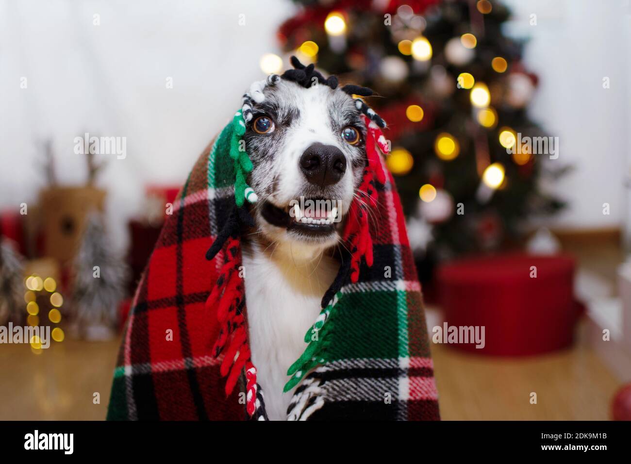 Cozy Up with Canine Companions A Guide to the Perfect Dog Christmas Blanket