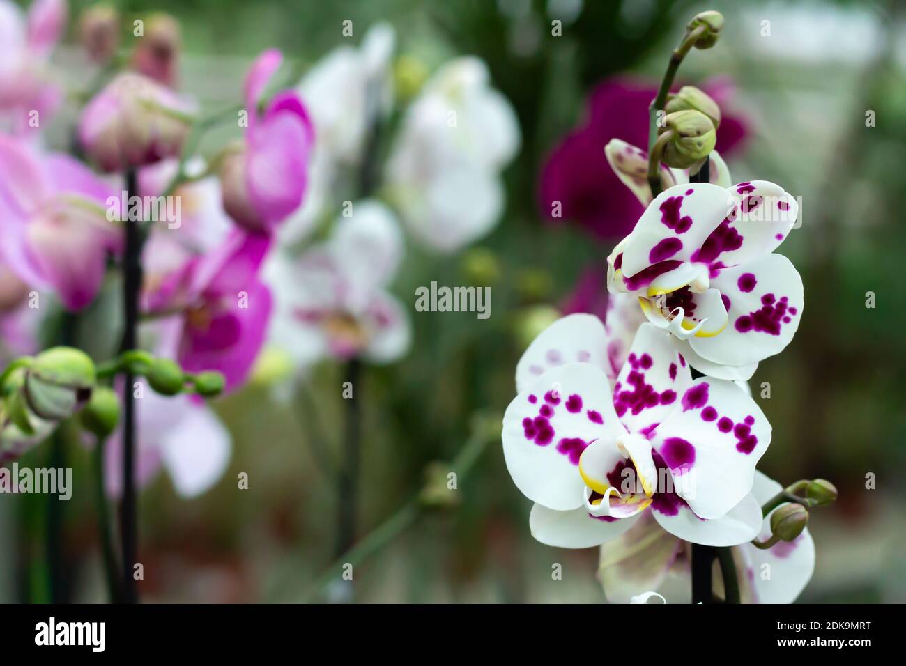 Branch of white and purple orchid flower phalaenopsis in tropical garden close-up Stock Photo