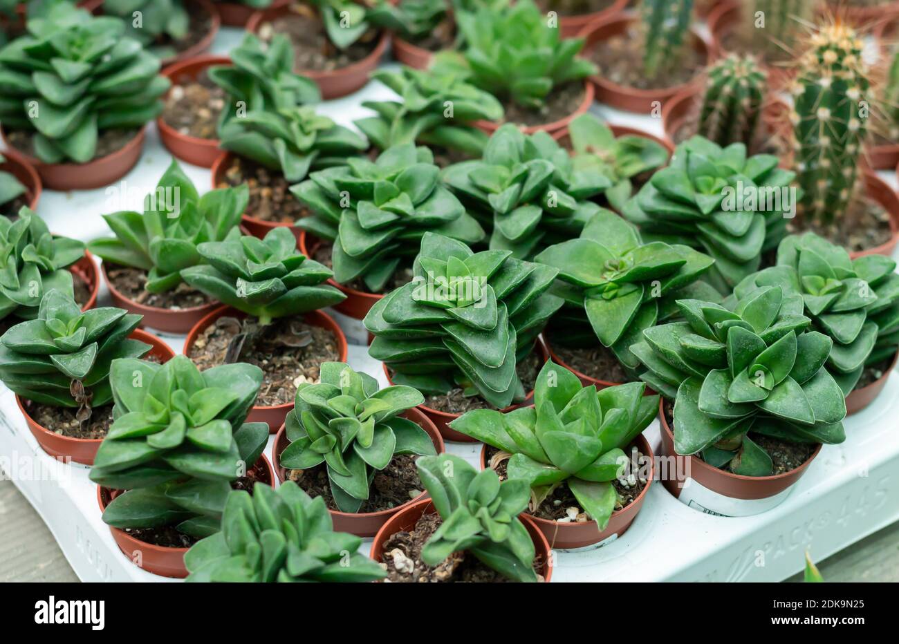 Many beautiful small succulent potted plants Stock Photo
