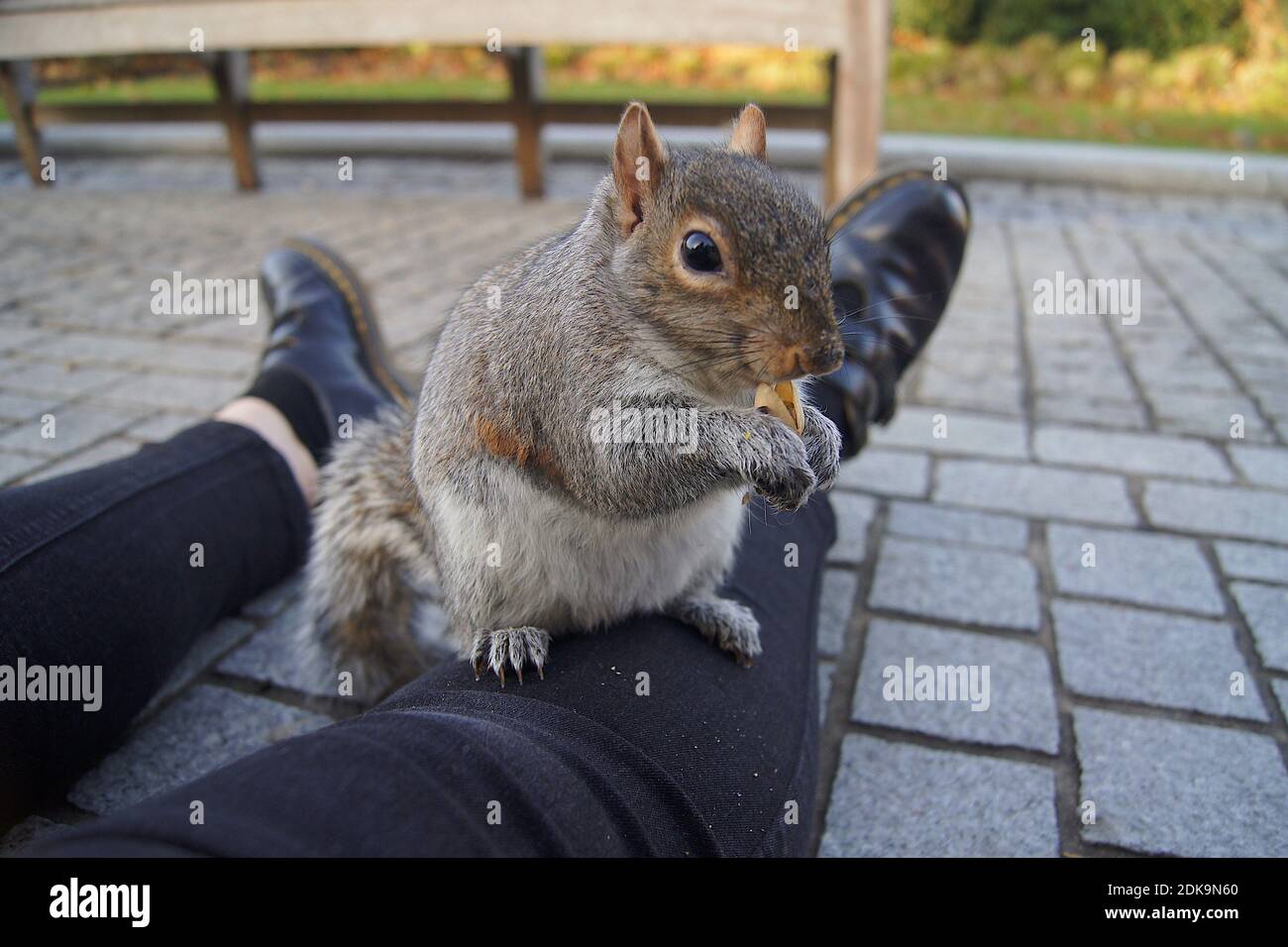 Wild animals eating human food hi-res stock photography and images - Alamy Wild animals eating human food hi-res stock photography and images - Alamy