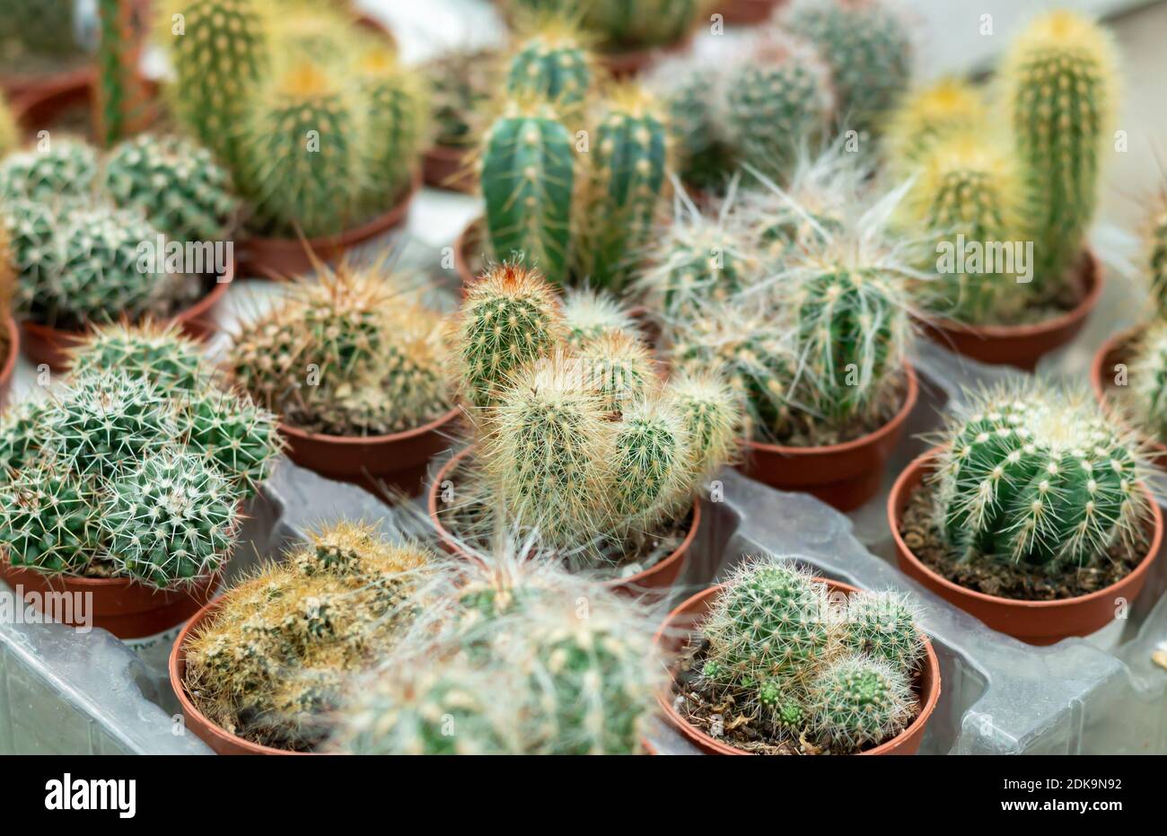 Collection of small potted cactuses in a plant market. Cacti background. Selective focus Stock Photo