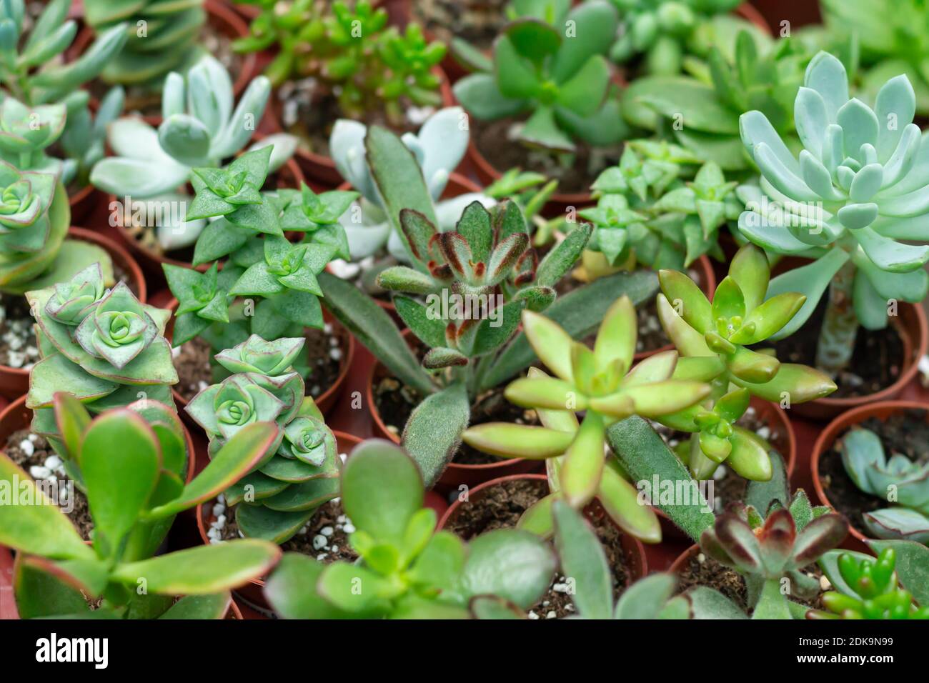 Collection of different small succulent potted plants Stock Photo