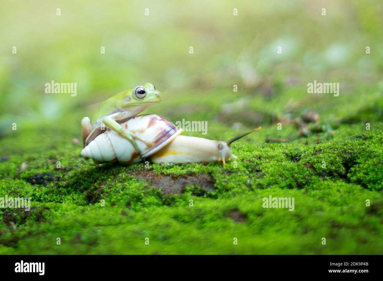 Frog snail turtle hi-res stock photography and images - Alamy