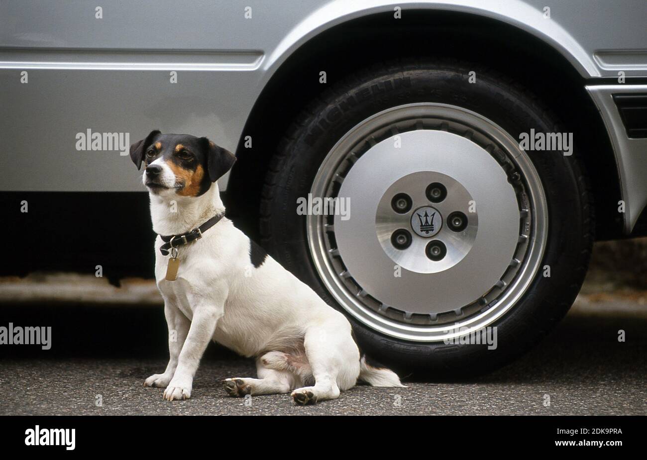 Maserati Rottweiler Maseratti 222E BiTurbo 1990 Stock Photo - Alamy