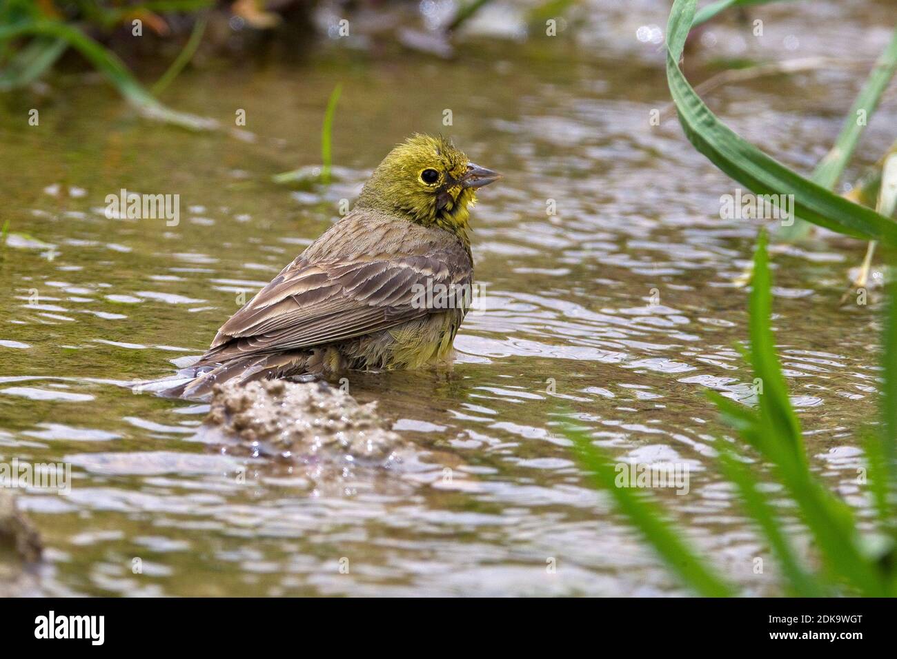 Smyrnagors zich wassend; Cinereous Bunting washing Stock Photo