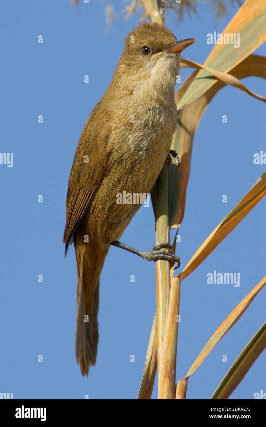 Indische Karekiet In Rietstengel Clamorous Reed Warbler In Reed Stock indische-karekiet-in-rietstengel-clamorous-reed-warbler-in-reed-stock