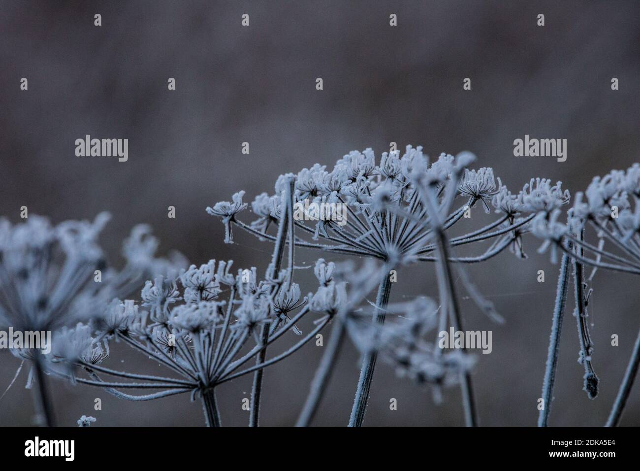 Close-up Of Frozen Plants Against Snow Stock Photo