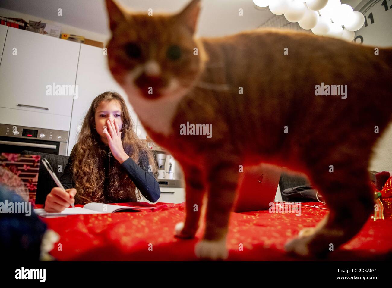 A schoolgirl works at home on December 15, 2020 in Rotterdam, Netherlands. Dutch Prime Minister Mark Rutte informed the public that due to an increase in coronavirus infections and Covid-19 hospitalizations, the Netherlands will enter a lockdown starting at midnight for five weeks. Among other measures, starting on Wednesday, all schools in the Netherlands will be closed. 'Until January 18, distance education will become the norm. That is a radical, but inevitable decision. Exceptions apply to students in their final year and students who need extra help. This also applies to children with par Stock Photo