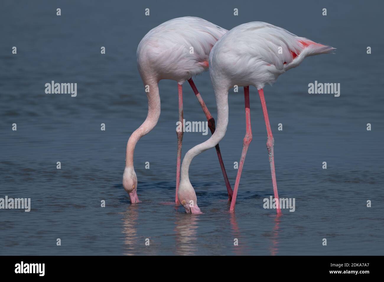 A lovely pair of Greater Flamingos (Phoenicopterus roseus), feeding in the shallow waters at the Ras Al Khor wildlife sanctuary in Dubai, UAE. Stock Photo