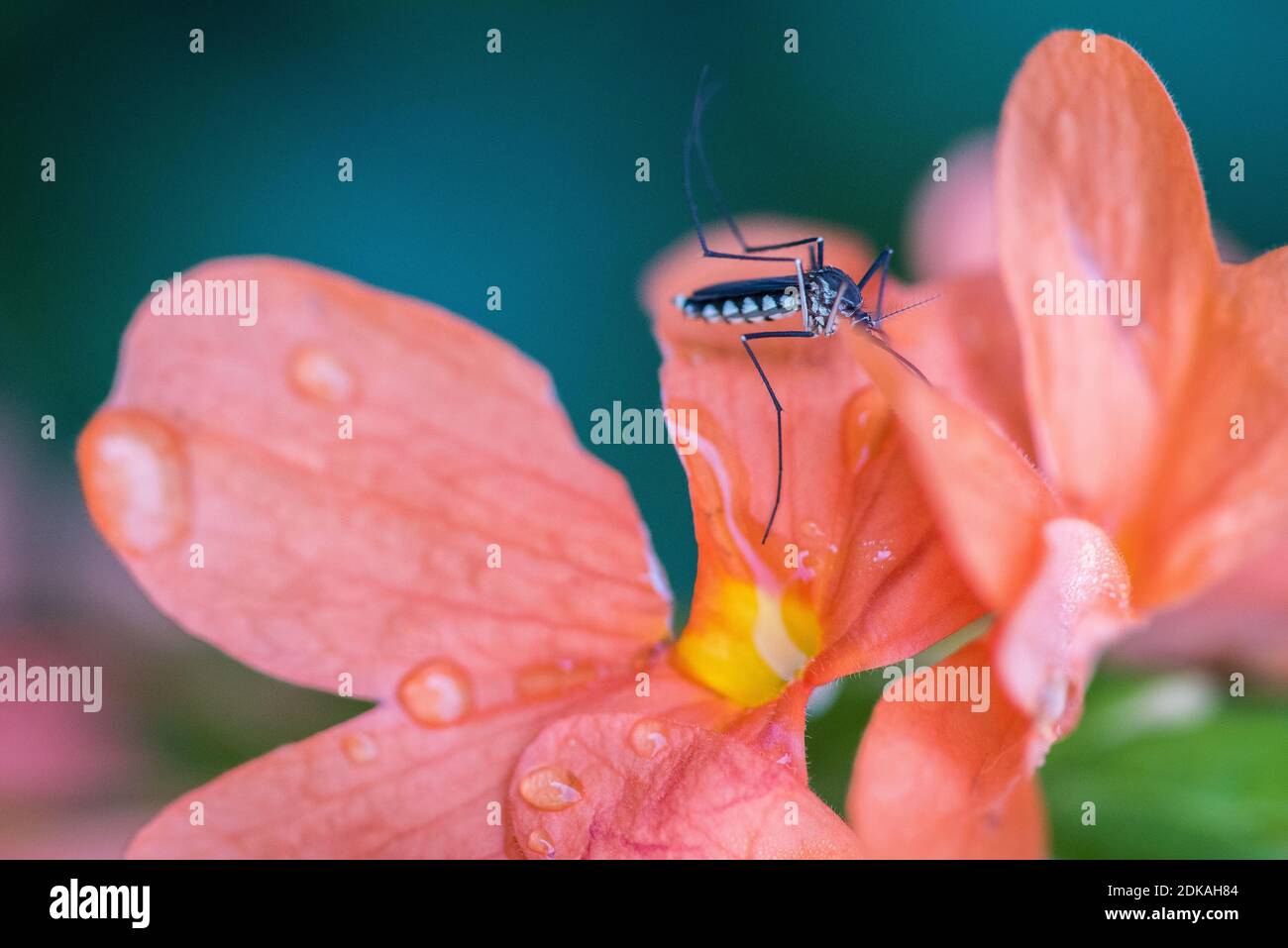 Mosquito flower pollination hires stock photography and images Alamy