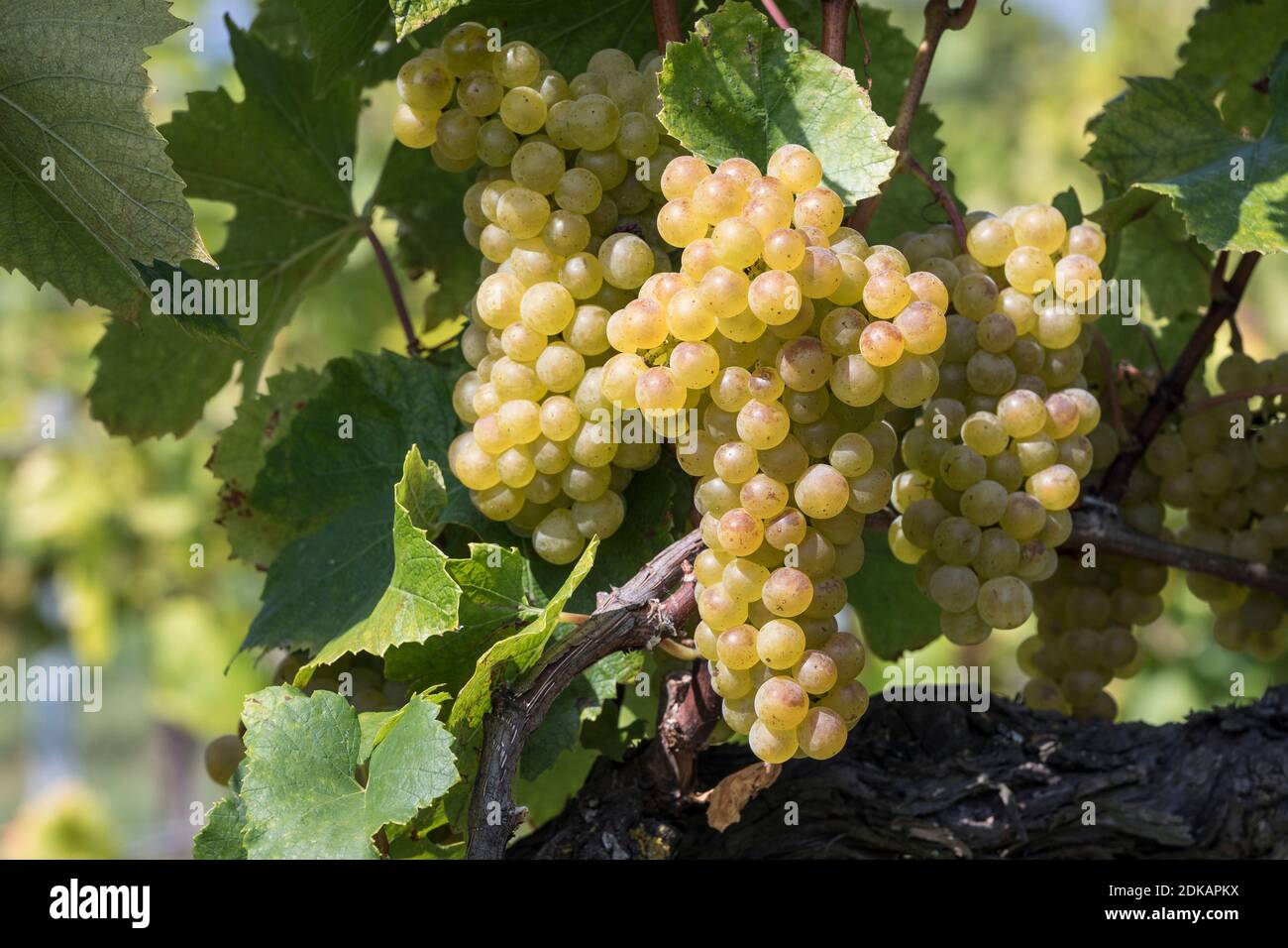 Grapes with berries of a white grape variety, Maurer Weinberge, Vienna, Austria Stock Photo