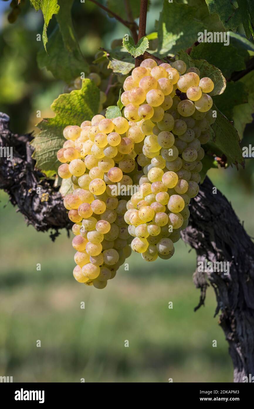 Grapes with berries of a white grape variety, Maurer Weinberge, Vienna, Austria Stock Photo