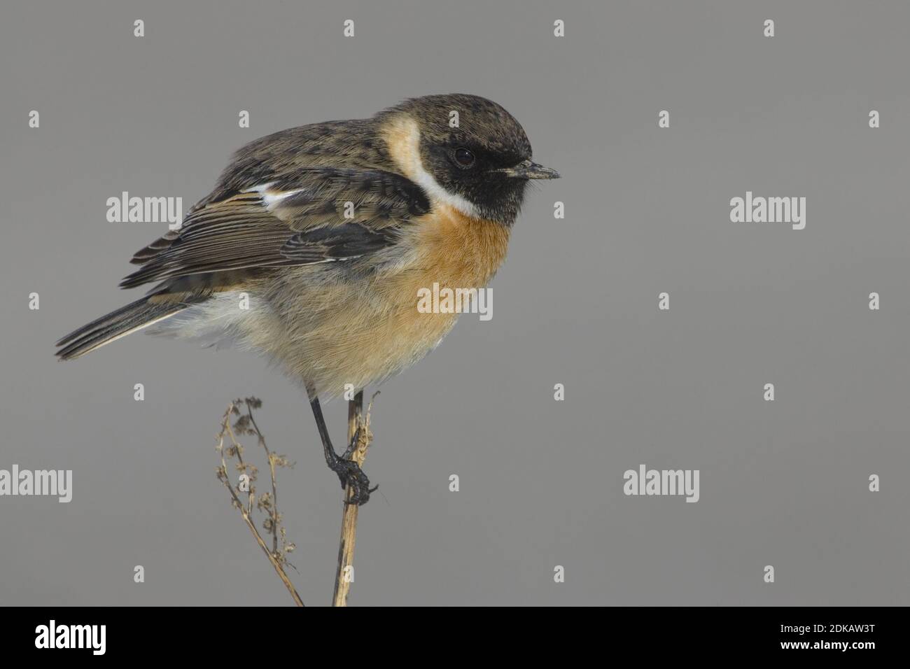 European Stonechat male winterplumage perched; Roodborsttapuit man ...