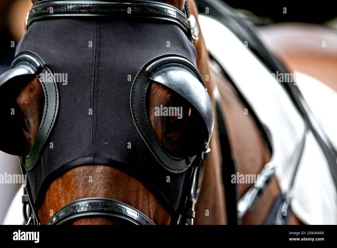 Horse with blinders hires stock photography and images Alamy