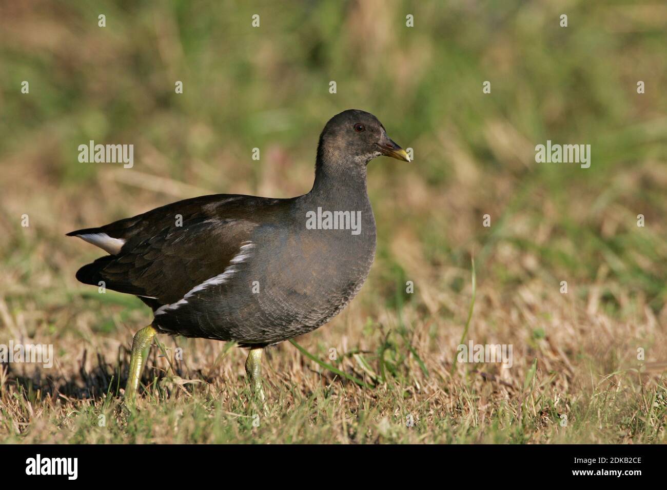 Onvolwassen Waterhoen; Immature Common Moorhen Stock Photo - Alamy