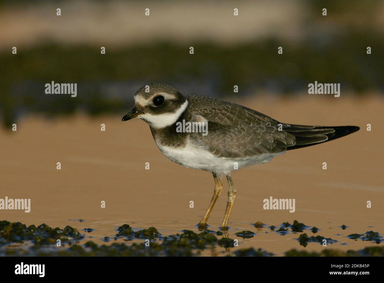 Common Ringed Plover, Bontbekplevier Stock Photo - Alamy