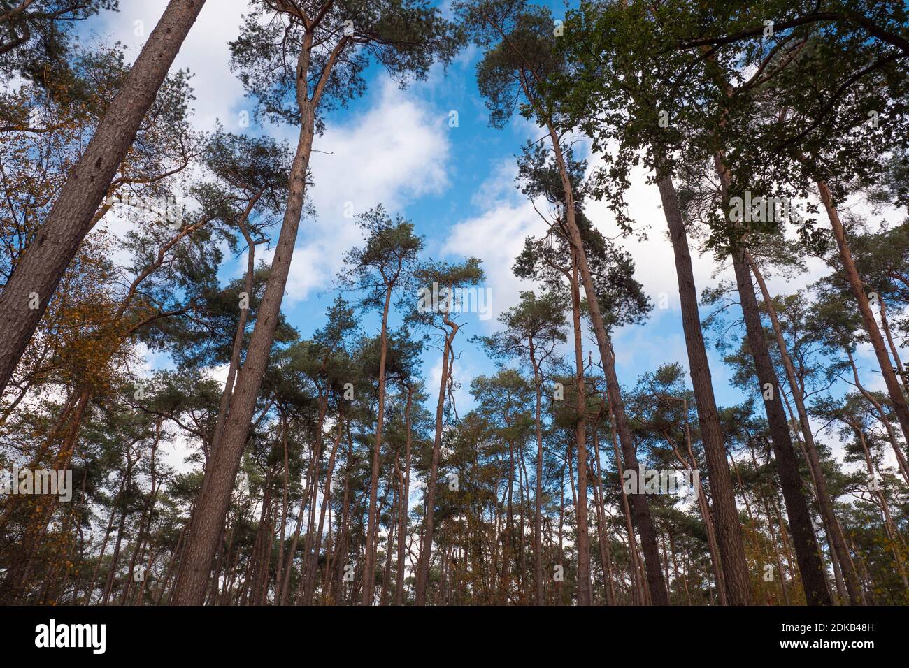 clearing in the forest with a blue sky and white clouds photo taken in ...