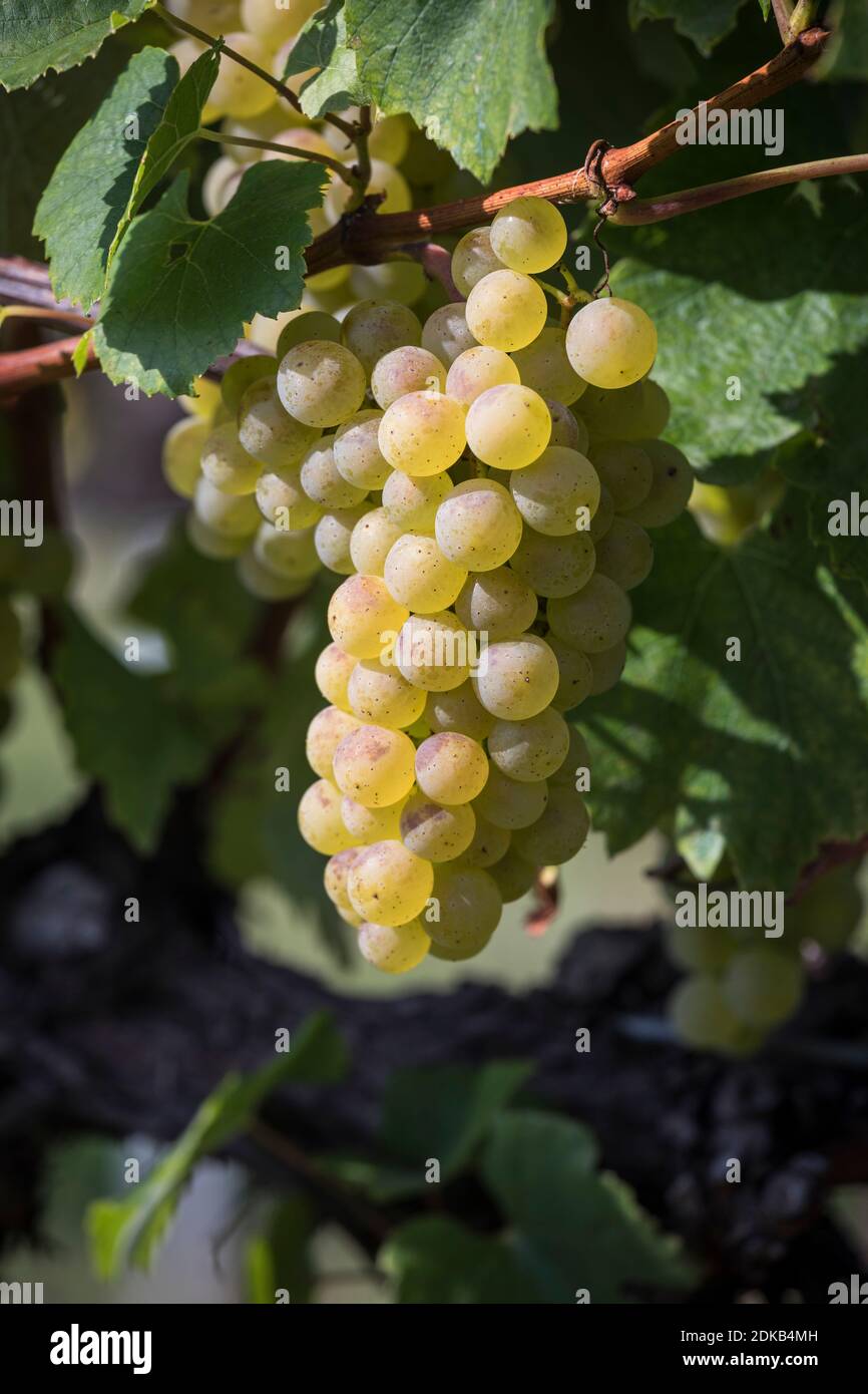 Bunch of grapes with berries of a white grape variety, Maurer Weinberge, Vienna, Austria Stock Photo