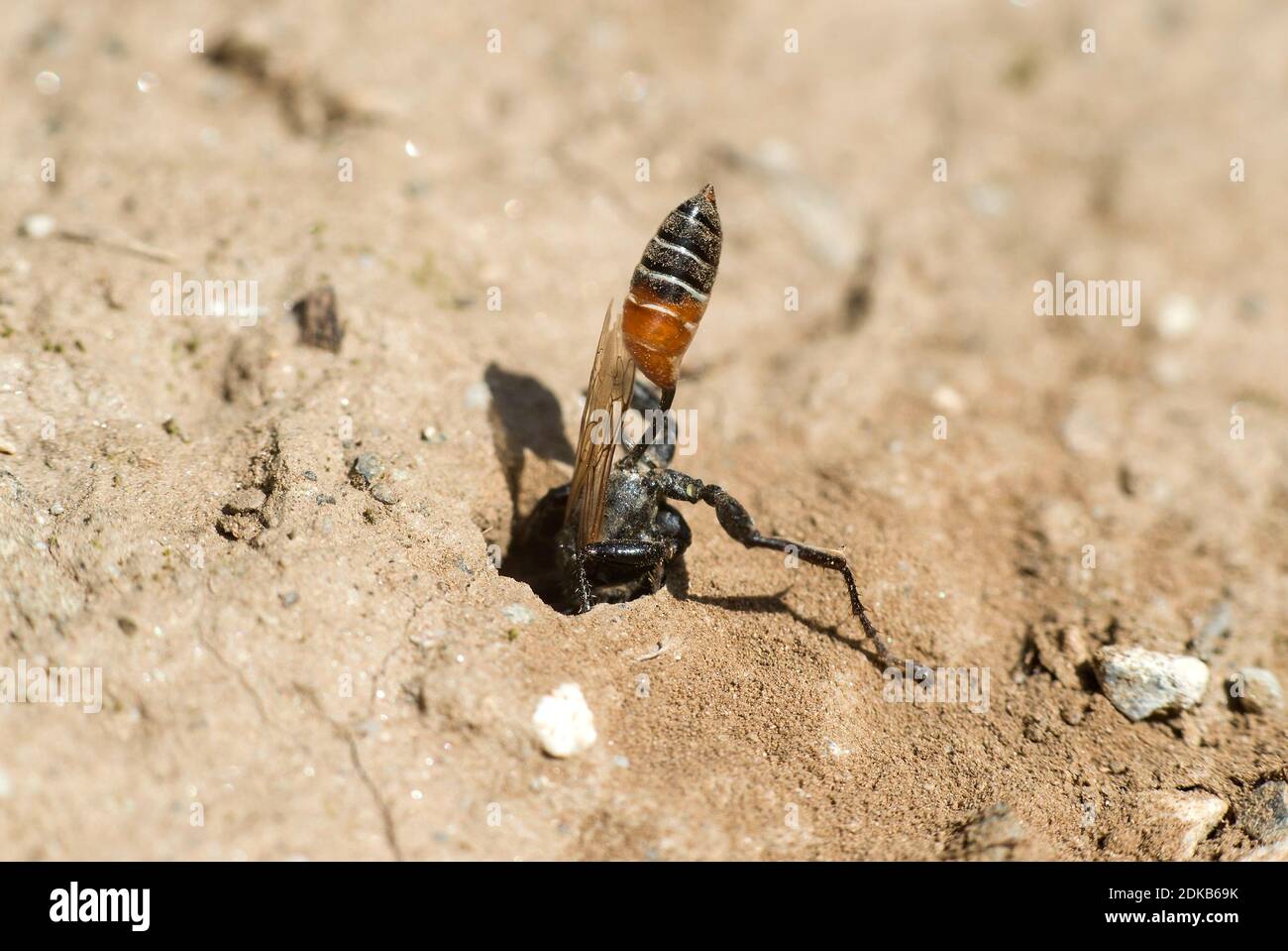 Female of Prionyx kirbii, a thread-waisted wasp, from the Sphecidae family,  digging a tunnel in sandy soil, preparing vor nesting,Valais, Switzerland Stock Photo