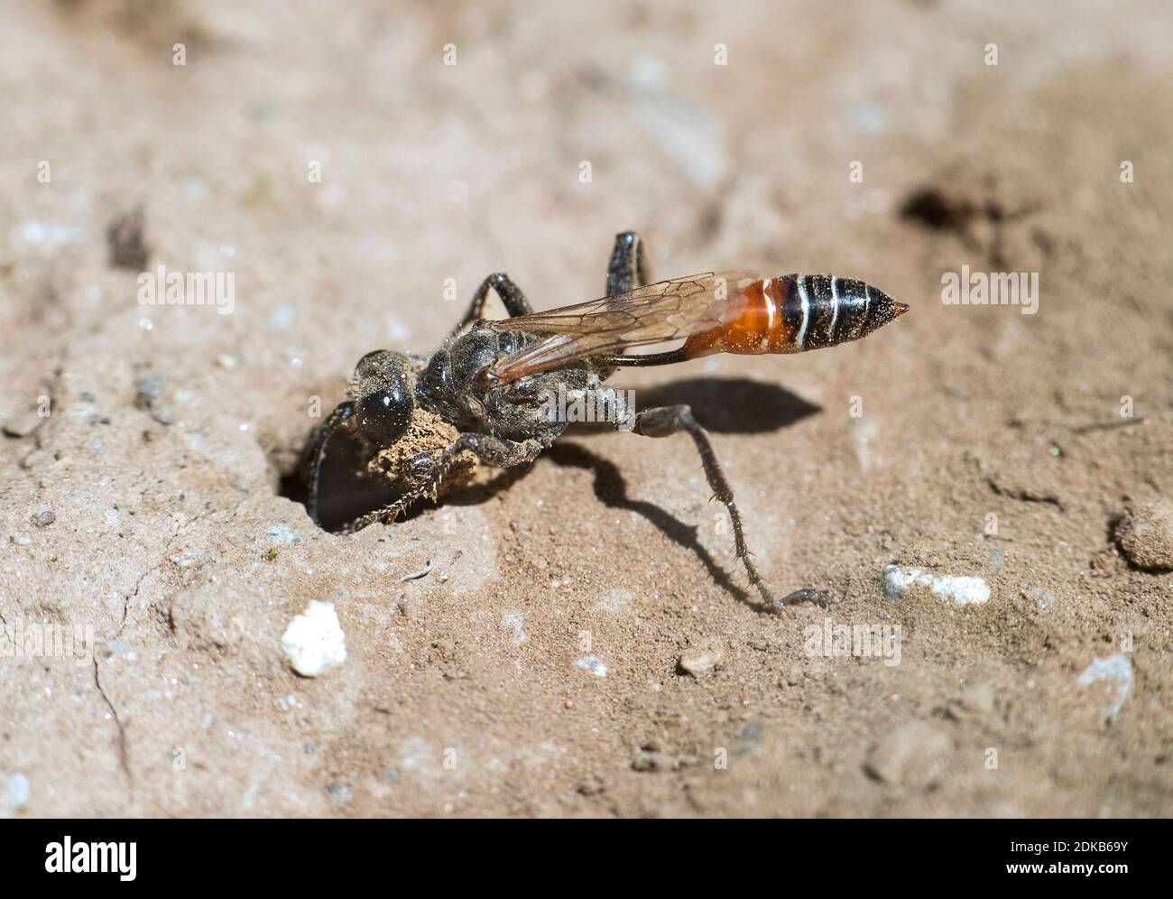 Female of Prionyx kirbii, a thread-waisted wasp, from the Sphecidae family,  digging a tunnel in sandy soil, preparing vor nesting,Valais, Switzerland Stock Photo