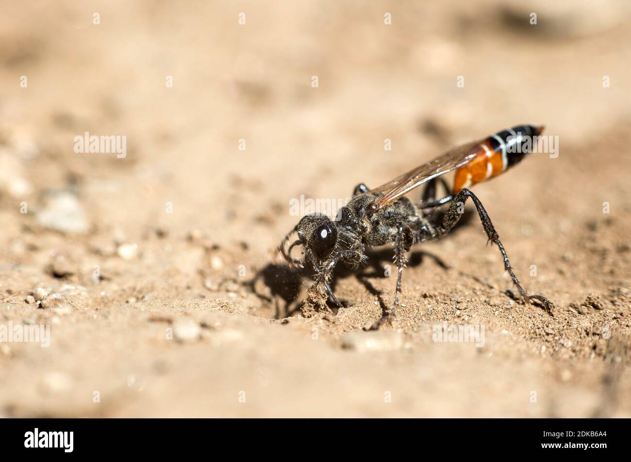 Female of Prionyx kirbii, a thread-waisted wasp, digging a tunnel in sandy soil, preparing vor nesting, from the Sphecidae family, Valais, Switzerland Stock Photo