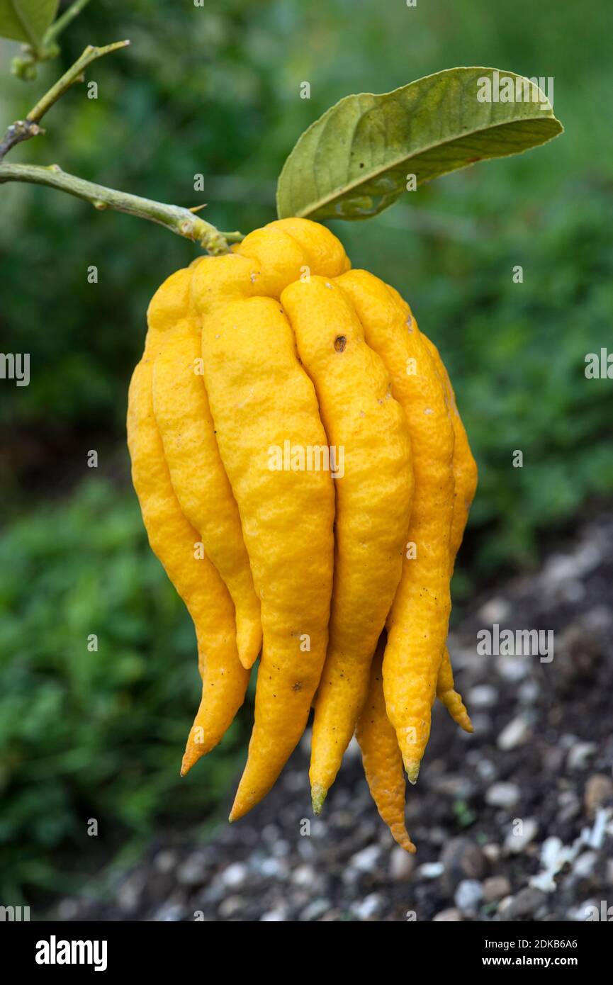 Fruit of Fingered citron or Buddhas hand (Citrus medica var. sarcodactylis), citrus family (Rutaceae), Asia Stock Photo