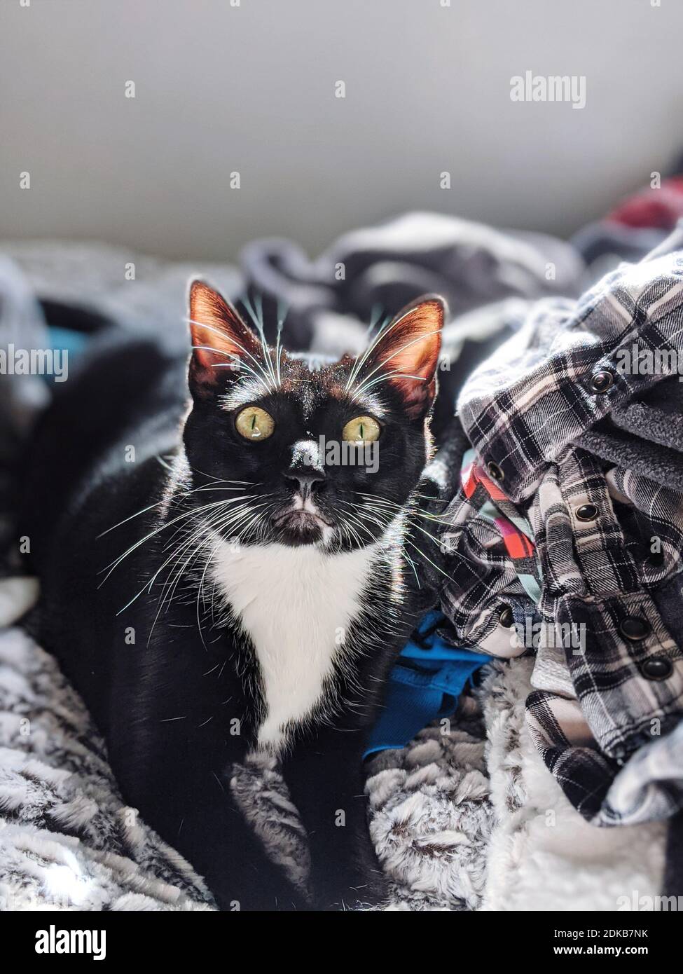 Cats And Laundry, Like Peanut Butter And Jelly Stock Photo Alamy