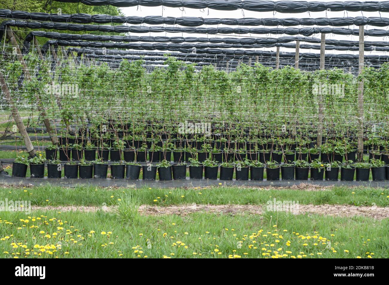 Plant Breeding Stock Photo
