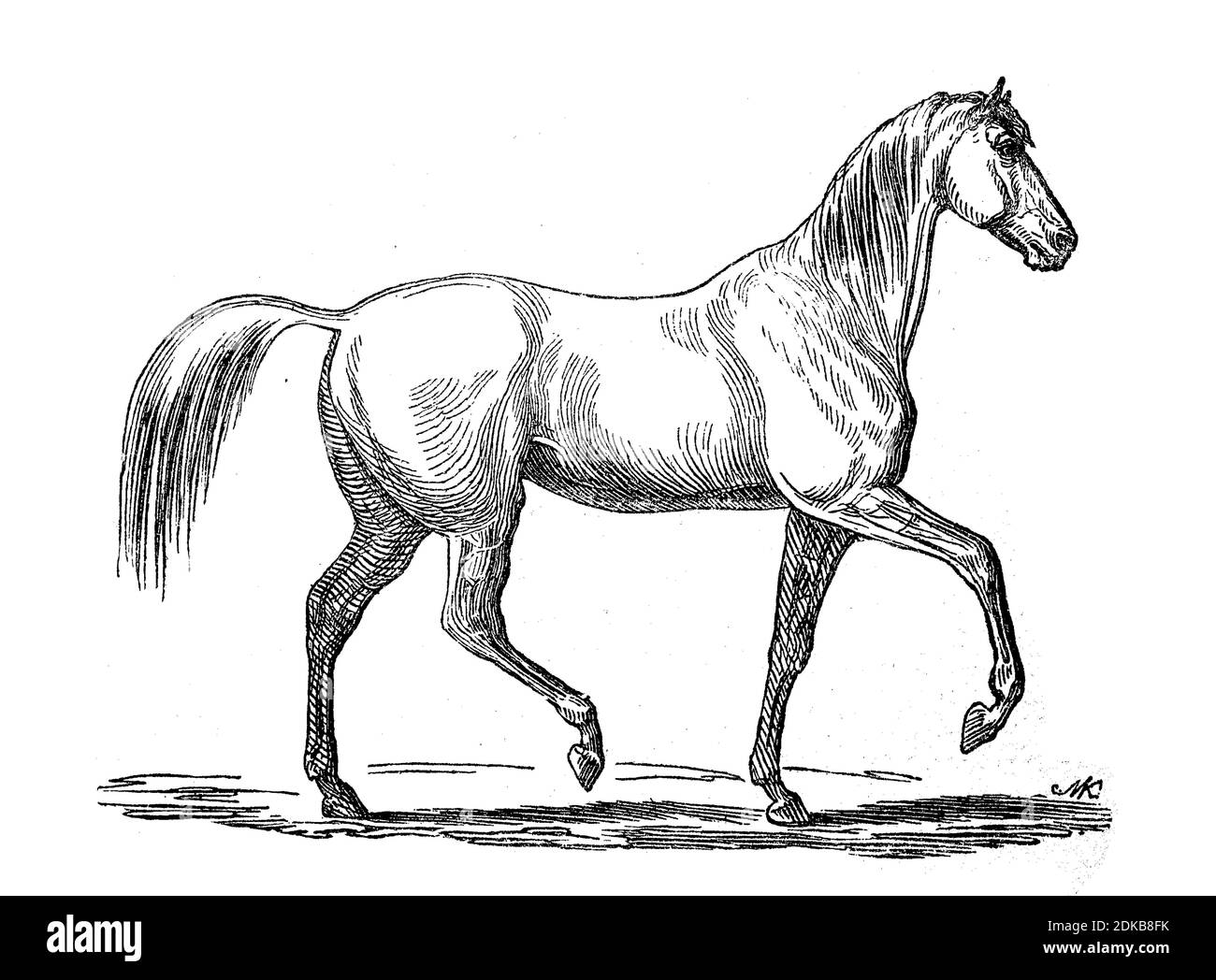 Horse in pass walk, Pace, Amble, tent walk, illustration from 1885  /  Pferd im Paßgang, Amble, Zeltergang, Illustration aus 1885, Historisch, historical, digital improved reproduction of an original from the 19th century / digitale Reproduktion einer Originalvorlage aus dem 19. Jahrhundert Stock Photo