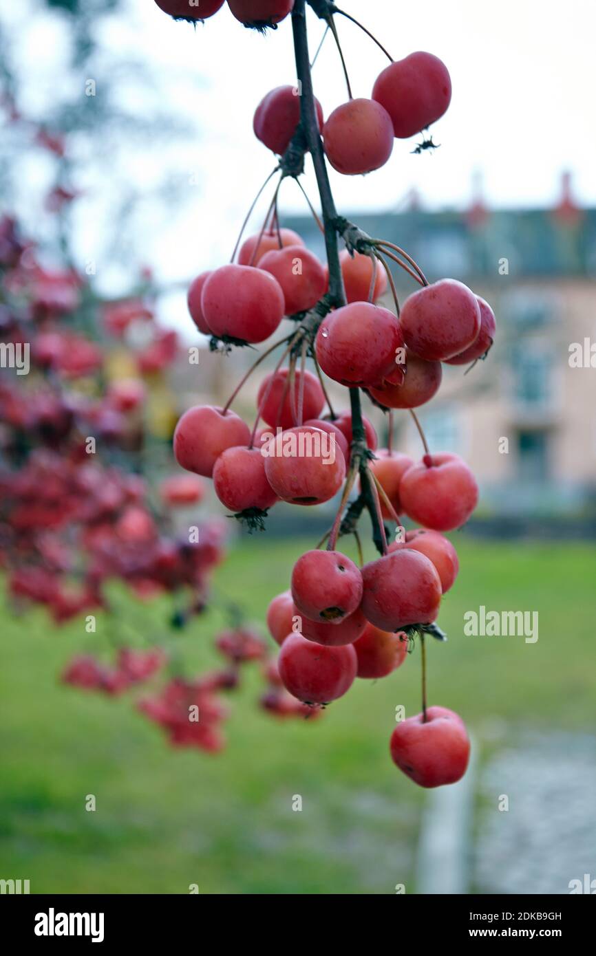 Small red fruits of Paradise Apple - Malus Floribunda,photo: Bo Arrhed Stock Photo