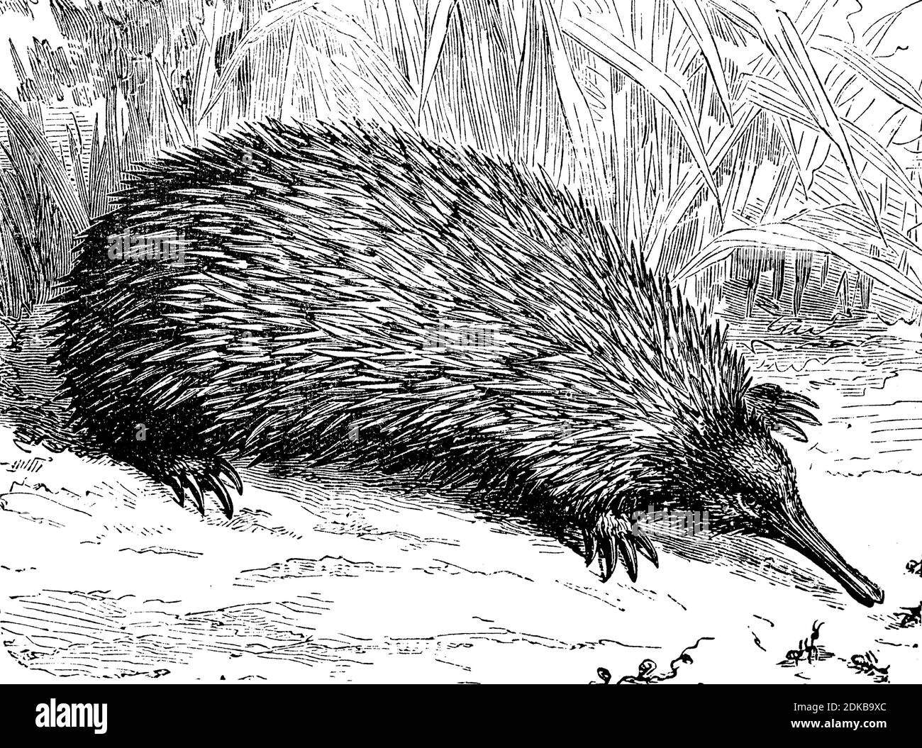 Echidna, short echidna, spiny anteater, Tachyglossus aculeatus, illustration from 1885  /  Ameisenigel, Kurzschnabeligel, Tachyglossus aculeatus, Illustration aus 1885, Historisch, historical, digital improved reproduction of an original from the 19th century / digitale Reproduktion einer Originalvorlage aus dem 19. Jahrhundert Stock Photo