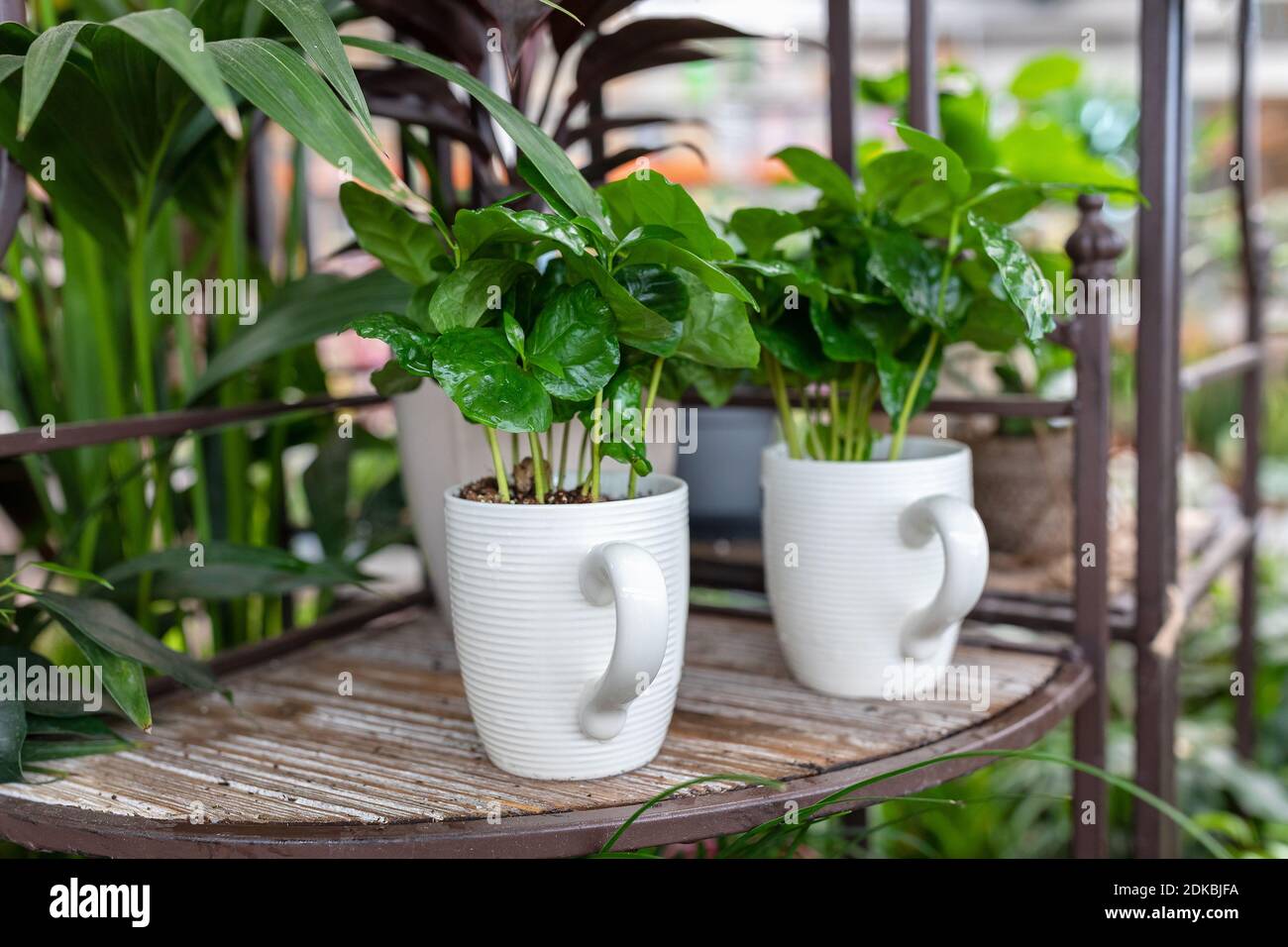 Small houseplant in a creative tea cup pot Stock Photo Alamy