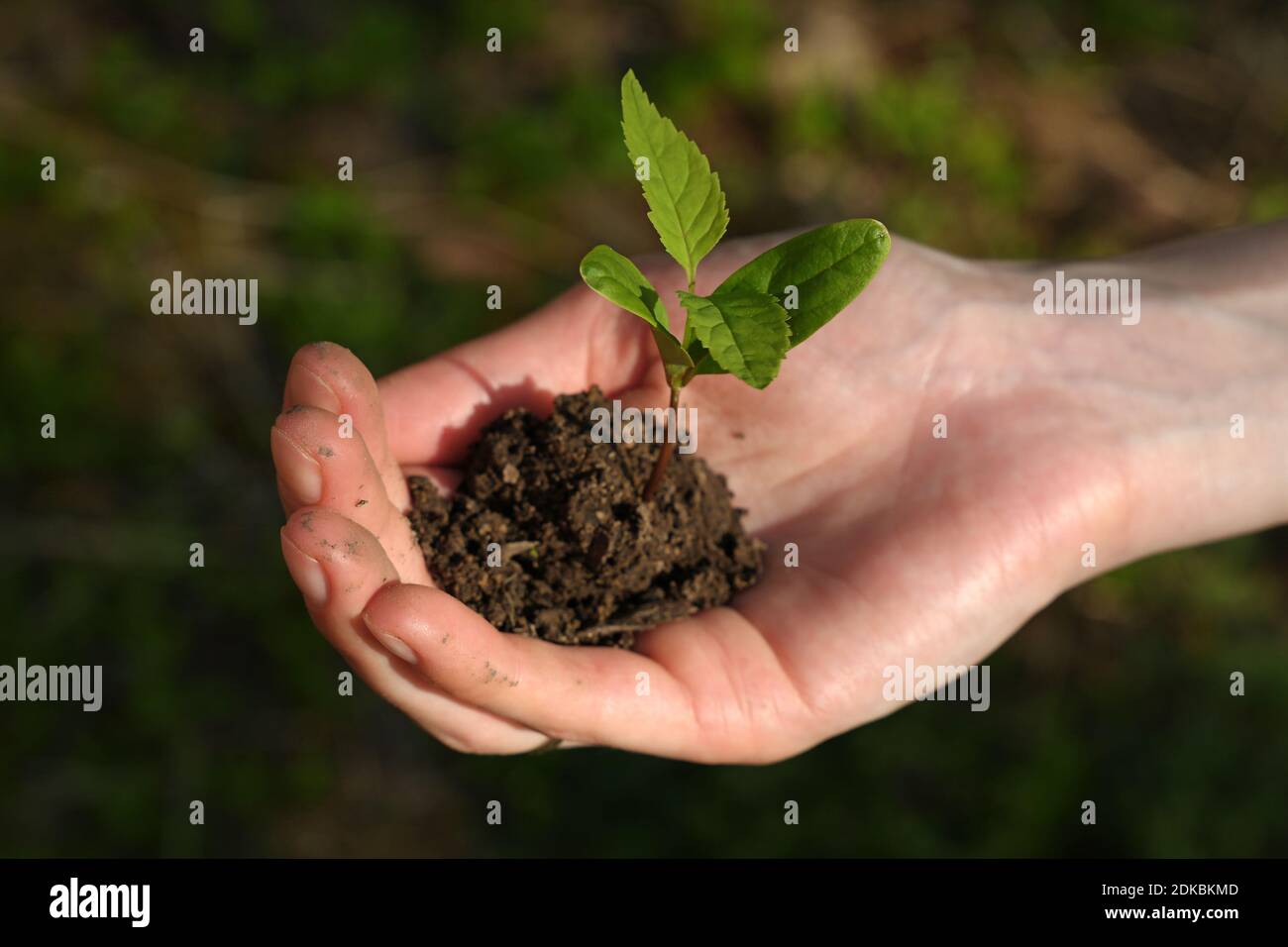 Cropped Hand Holding Plant With Soil Stock Photo