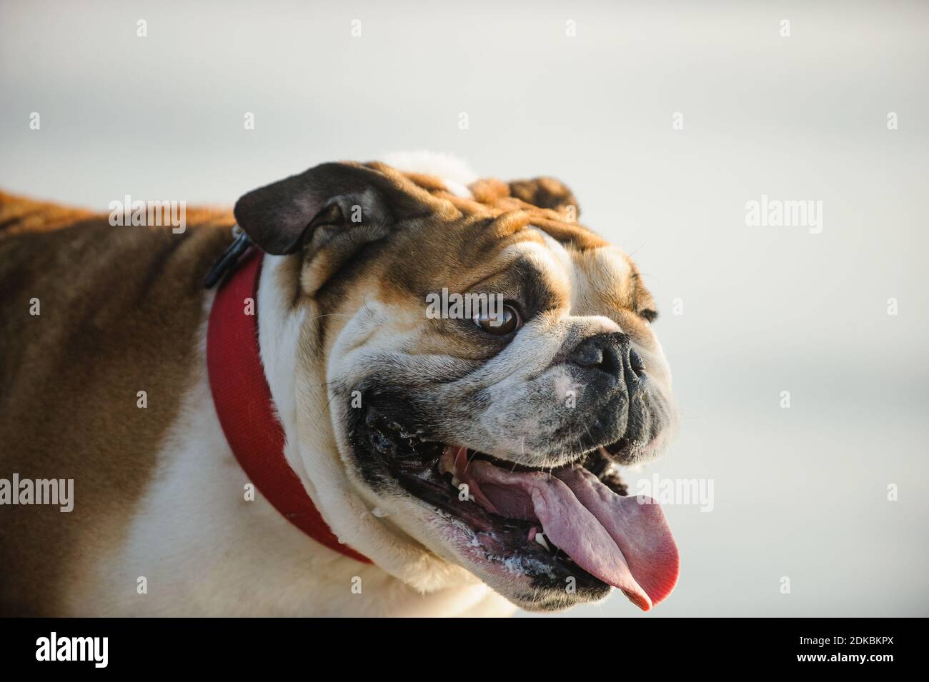 Close-up Of Dog Panting While Standing Outdoors Stock Photo