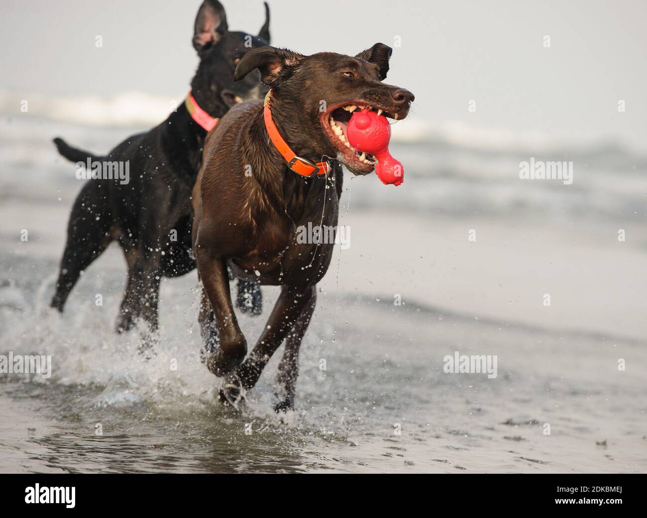Dogs Running At Beach Against Sky Stock Photo