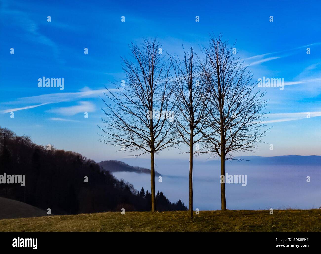 Bare Trees On Field Against Blue Sky Stock Photo