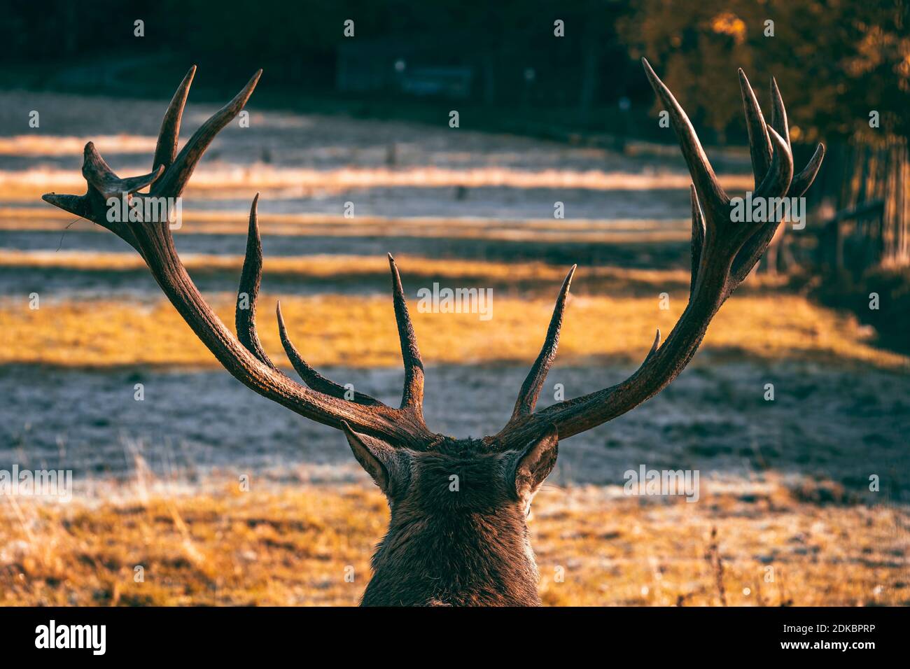 Deer, antlers, red deer, Cervidae, Cervus elaphus, red deer, forest, Baden-Wuerttemberg, Germany, Europe Stock Photo