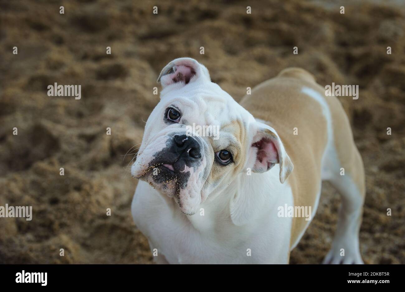 Close-up Portrait Of Dog Standing At Beach Stock Photo