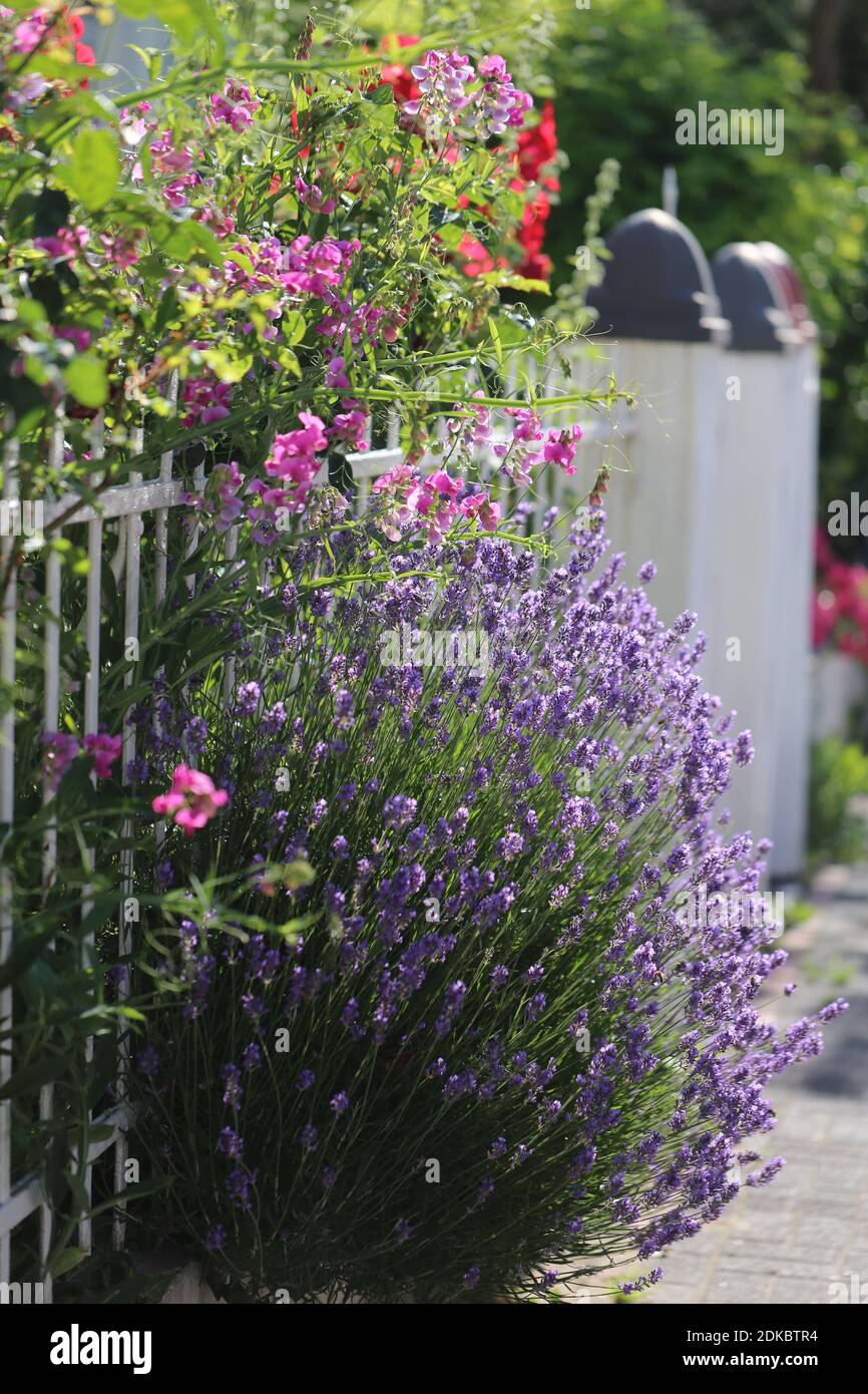 Front yard with lavender and broad-leaved flat pea (Lathyrus latifolius) Stock Photo