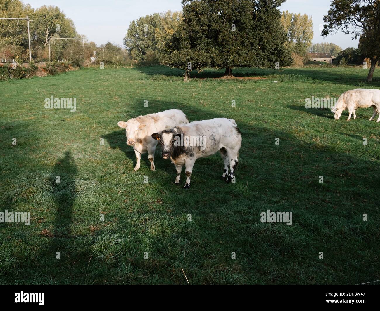 Sheep shadow hi-res stock photography and images - Page 34 - Alamy Sheep shadow hi-res stock photography and images - Page 34 - Alamy