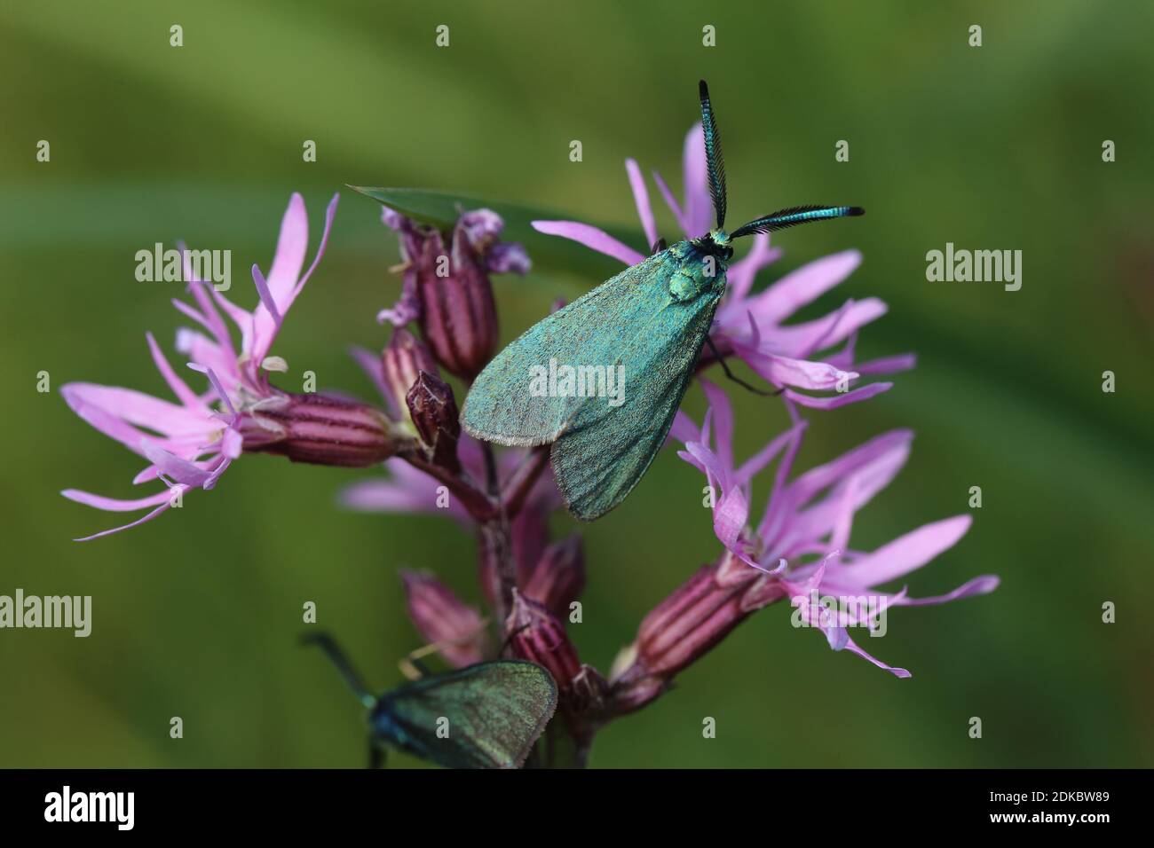 Dock green ram (Adscita statices) on cuckoo's light carnation (Silene flos-cuculi) Stock Photo